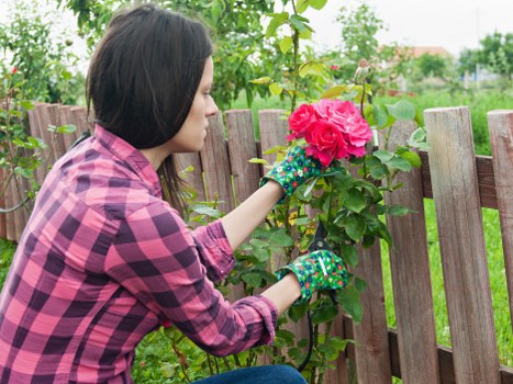 Professional tree lopping services in Chingford